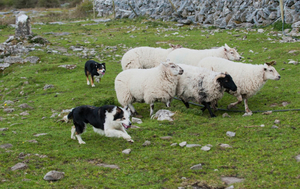 Caherconnell Stone Fort & Sheepdog Demonstrations