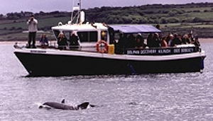 Dolphin Discovery