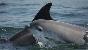 Dolphinwatch