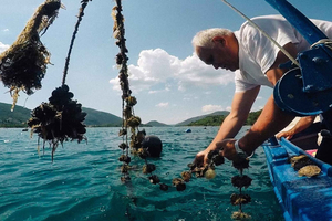 Von Dubrovnik aus: Austern- & Weintour auf der Peljesac-Halbinsel