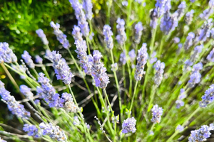 Hvar: Honey, Lavender & Bee Farm Experience