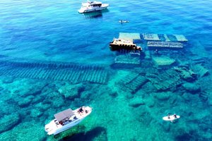 Korčula: Schnorcheln, Schwimmen, Schiffswrack und mehr, private Tour