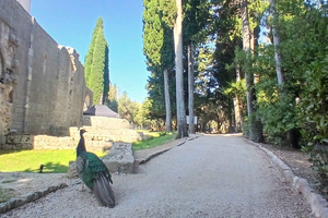 Lokrum Island Scenic Hike: History, Nature & Stories