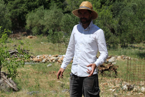 Mljet National Park: Olive Grove Tour