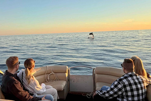 Private boat trips in Porec: dolphin watching, panoramic views