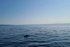 Rab: Zavratnica, Goli Otok and Sveti Grgur Boat Tour