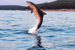 Rovinj: Shared Dolphin and Sunset Tour with Drinks