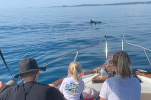 Rovinj: Delfintur i solnedgången