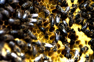 Solta: Beekeeping Tour with Honey Tasting