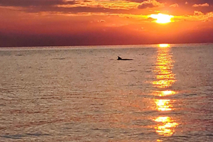 Umag: Dolphinwatching & sunset panorama tour