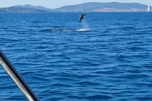Vodice: Delfiinien etsintäristeily ja Vrgadan saari