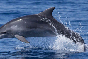 Vodice: Dolphin Watching Boat Tour in Šibenik Archipelago