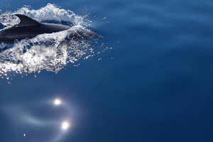 Zadar: paseo en barco para ver delfines con almuerzo y visita a Kukljica