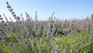 Lavandula Croatia