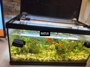Nastja