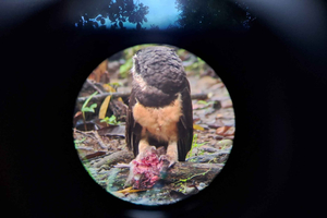 Bird Watching at Juan Castro Blanco National Park