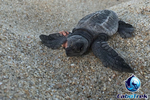 Cabo San Lucas: Baby Turtle Release Experience