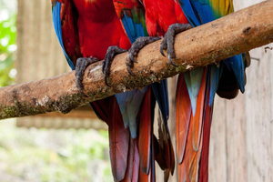 Cuyabeno Reserve: 6-Day Rainforest Lodge Tour from Quito