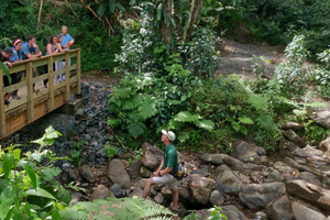 El Yunque Forest: Rainforest Nature Walk at Night Tour
