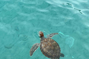 Explore Curaçao’s Natural Wonders – Guided Island Tour