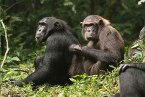 From Kigali: 5-Day Nyungwe Chimpanzee Trek & Lake Kivu Tour