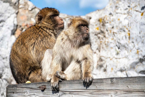 From Malaga:Day Trip to Gibraltar & Mijas Town