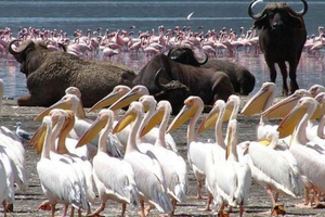Full Day Lake Nakuru National park and Naivasha Boat Ride