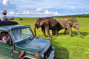 Kandy: tour di Sigiriya, Pidurangala e safari a Kaudulla