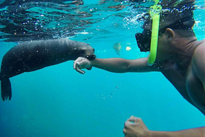 La Paz: Espíritu Santo Island, Balandra Beach, and Sea Lions – All-Inclusive