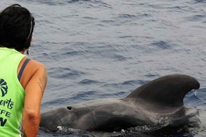 Los Cristianos: safari rispettoso di balene e delfini senza inseguimenti