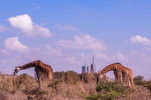 Nairobi: National Park, Karen Blixen & Kazuri Beads Tour