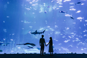 Biglietto di ingresso prioritario per il Poema del Mar