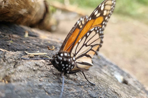 San Miguel de Allende: Monarch Butterflies Tour