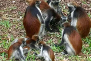 ZANZIBAR TRIPLE CROWN: Rare Monkeys, Turtle Cave & The Rock
