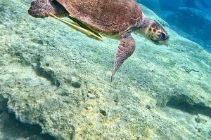 Cyclops Wall Private Dive with Hotel Pickup