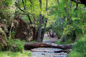 Paphos: Beauty, Nature and Charm of Troodos Mountains
