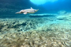 Paphos: Sea Turtle Snorkeling Tour with Guide