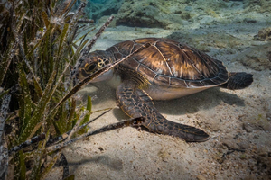Protaras: Discover Scuba Diving (For Beginners)