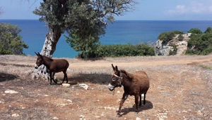 Cyprus EcoTour Adventures