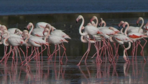 Larnaka Salt Lake