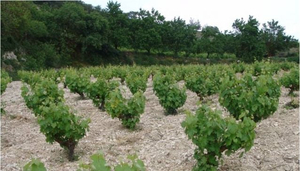 Makkas Winery