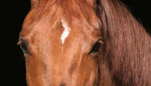 Mouttayiaka Reiten