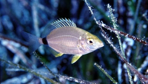 Sunfish Divers