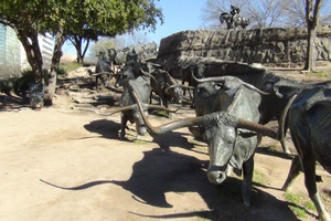 Dallas: Welcome to Dallas 3-Hour Small Group Tour by Van