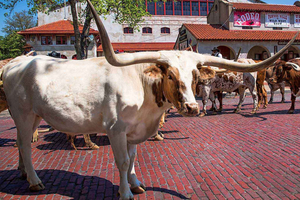 From Dallas: Fort Worth Guided Day Tour