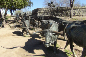 Welcome to Dallas 3-Hour Small Group Tour by Van