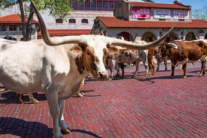 Från Fort Worth guidad dagstur