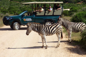 Parque Nacional del Elefante de Addo: Safari guiado de medio día