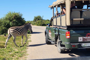 Addo Elephantin kansallispuisto: Puolen päivän safari oppaan kanssa
