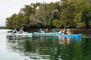 Adelaide: Dolphin Sanctuary Eco Kayaking Tour: Dolphin Sanctuary Eco Kayaking Tour